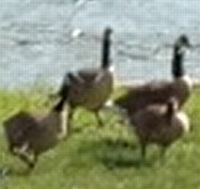 geese