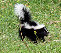 Skunk